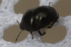 Corimelaena lateralis