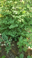 Adiantum shastense