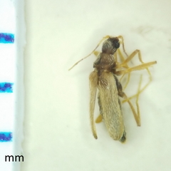 Thylodrias contractus