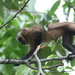 Guianan Brown Capuchin - Photo (c) Arthur Chapman, some rights reserved (CC BY-NC-SA), uploaded by Arthur Chapman
