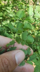 Adiantum shastense