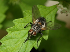 Linnaemya