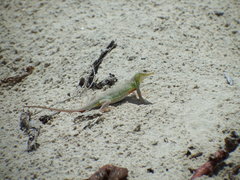 Holbrookia propinqua