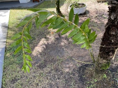 Dendrobium fimbriatum