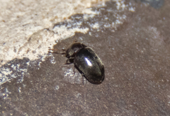 Mesocoelopodinae