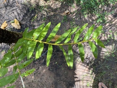 Dendrobium fimbriatum