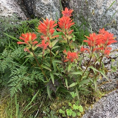 Castilleja miniata dixonii