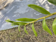 Dendrobium fimbriatum