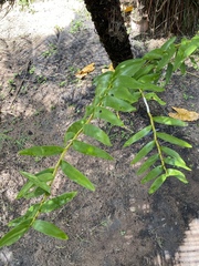 Dendrobium fimbriatum