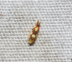 Erythroneura elegans