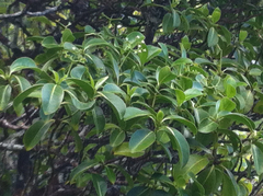 Psychotria mariniana