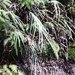 Machaerina mariscoides meyenii - Photo (c) tamarahl, algunos derechos reservados (CC BY-NC)