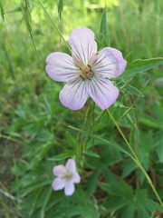 Geranium viscosissimum