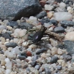 Cicindela punctulata punctulata