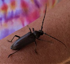 Enaphalodes hispicornis