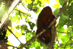 Plecturocebus aureipalatii