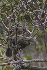 Elaenia sordida