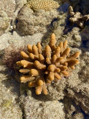 Acropora spathulata