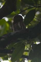 Glaucidium minutissimum