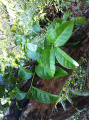 Antidesma platyphyllum