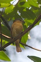 Pachyramphus castaneus