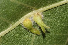 Caryomyia ansericollum