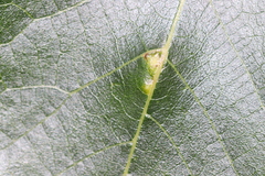 Caryomyia ansericollum