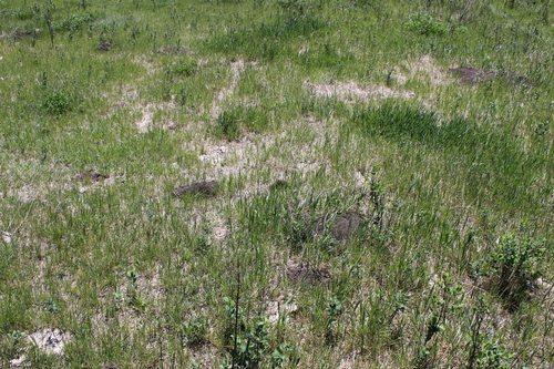 Thomomys talpoides
