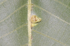 Caryomyia ansericollum