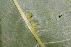 Caryomyia ansericollum
