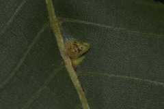 Caryomyia ansericollum