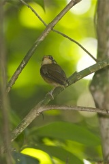 Platyrinchus leucoryphus