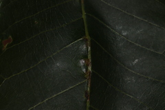 Caryomyia ansericollum