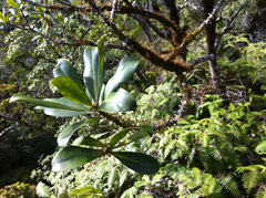 Myrsine lessertiana