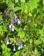 Mertensia paniculata