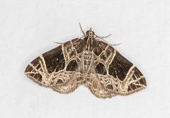 Gandaritis atricolorata