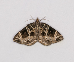 Gandaritis atricolorata