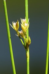 Juncus filiformis