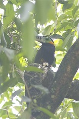 Selenidera maculirostris