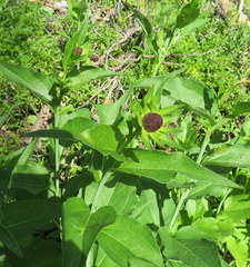 Rudbeckia occidentalis