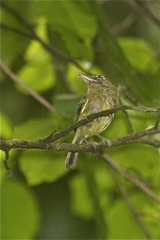 Hemitriccus orbitatus