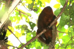 Plecturocebus aureipalatii