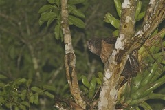 Pulsatrix koeniswaldiana