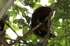 Plecturocebus aureipalatii