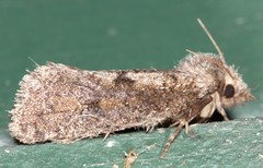 Acrolophus texanella