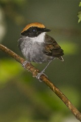 Conopophaga melanops