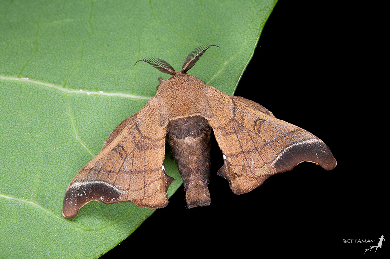 Vine Hawk-Moth (Moths of Singapore) · iNaturalist