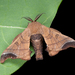 Wild Silkmoth - Photo (c) Shipher (士緯) Wu (吳), some rights reserved (CC BY-NC-SA)