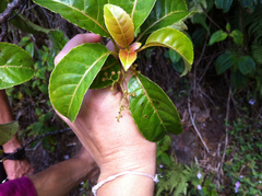 Perrottetia sandwicensis