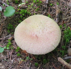Suillus ochraceoroseus